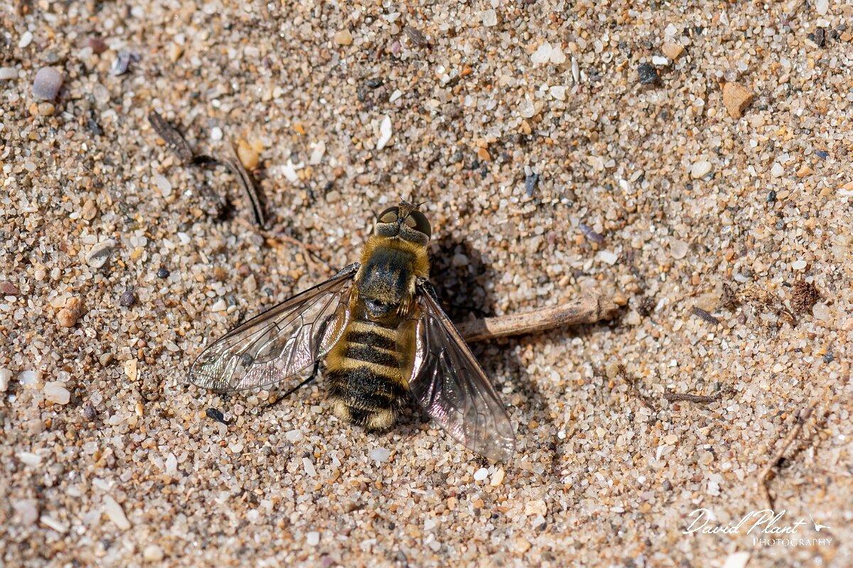 David Plant Photography - Wildlife Photography - Dune villa, Villa modesta - L.jpg - Dune villa, Villa modesta, female - Devon
