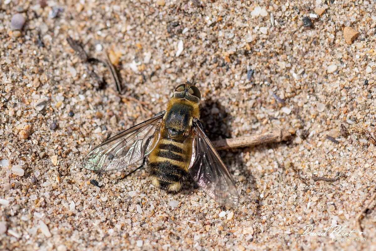 David Plant Photography - Wildlife Photography - Dune villa, Villa modesta - M.jpg - Dune villa, Villa modesta, female - Devon