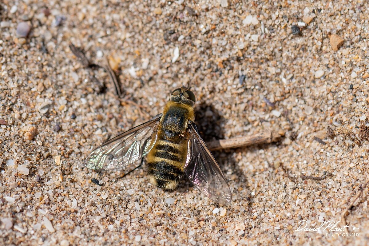 David Plant Photography - Wildlife Photography - Dune villa, Villa modesta - N.jpg - Dune villa, Villa modesta, female - Devon
