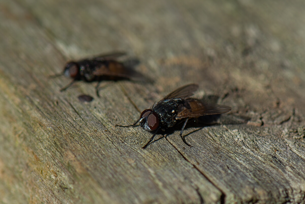 David Plant Photography - Wildlife Photography - Face fly, Musca autumnalis - A.jpg - Face fly, Musca autumnalis - Cotswolds