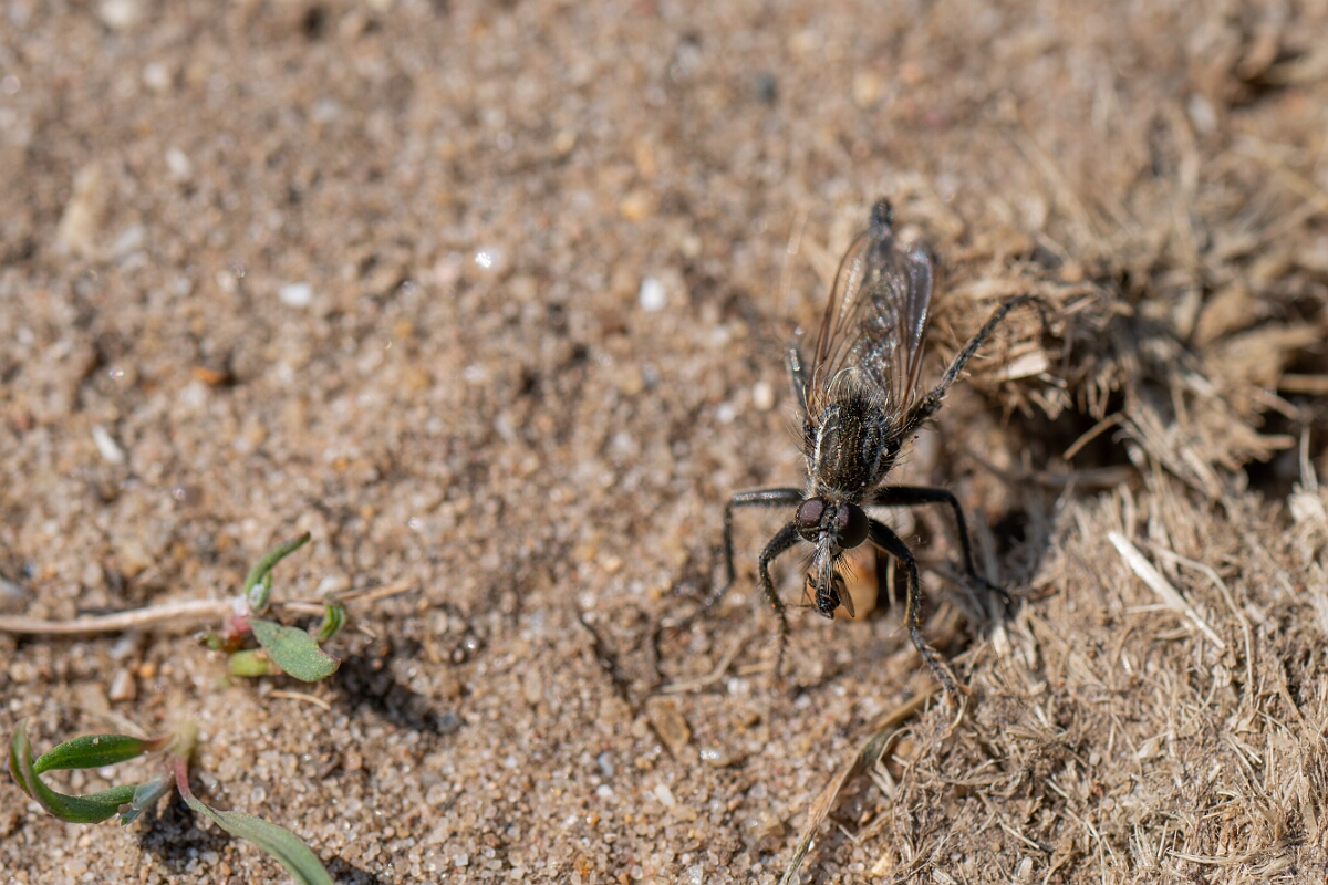 David Plant Photography - Wildlife Photography - Fan-bristled robberfly, Dysmachus trigonus - C.jpg - Fan-bristled robberfly, Dysmachus trigonus - Norfolk