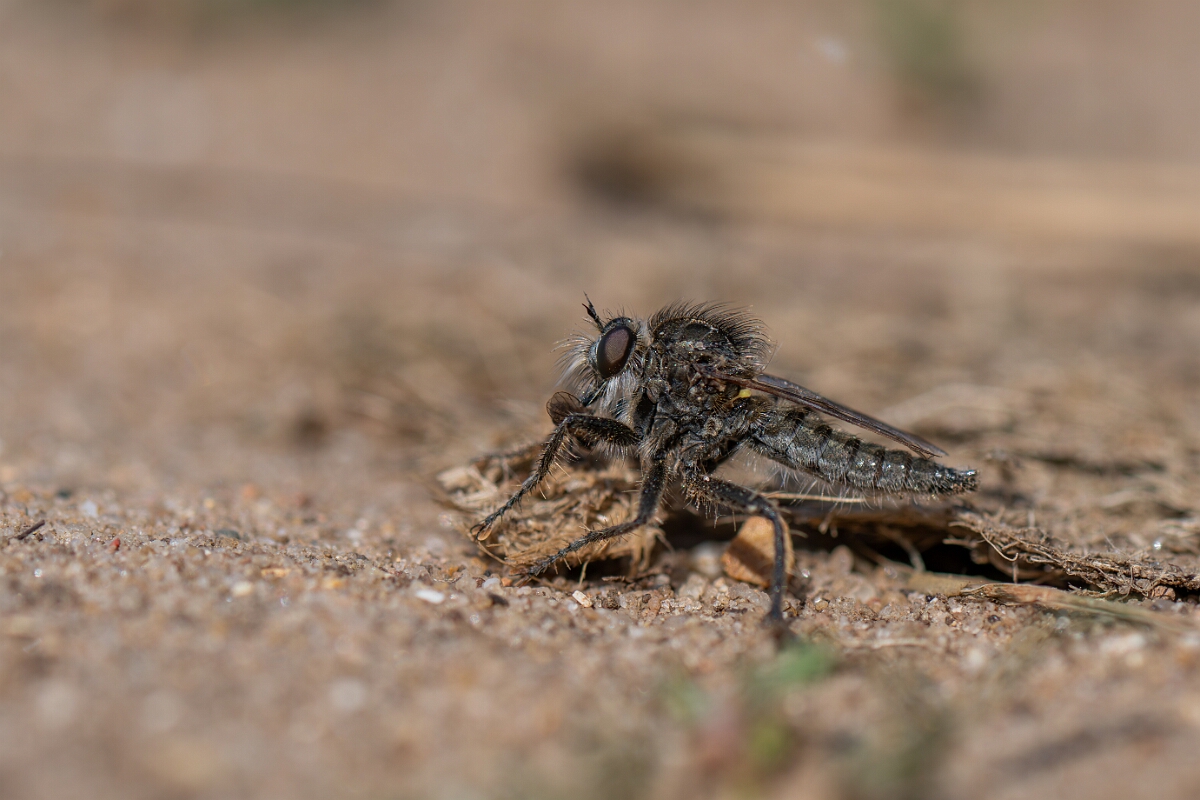 David Plant Photography - Wildlife Photography - Fan-bristled robberfly, Dysmachus trigonus - E.jpg - Fan-bristled robberfly, Dysmachus trigonus - Norfolk
