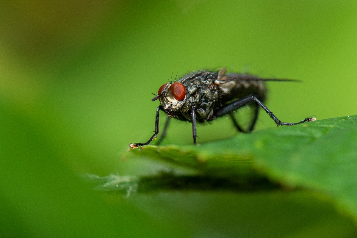 David Plant Photography - Wildlife Photography - Flesh fly, Sarcophaga carnaria - C.JPG - Flesh fly, Sarcophaga carnaria - Cotswolds