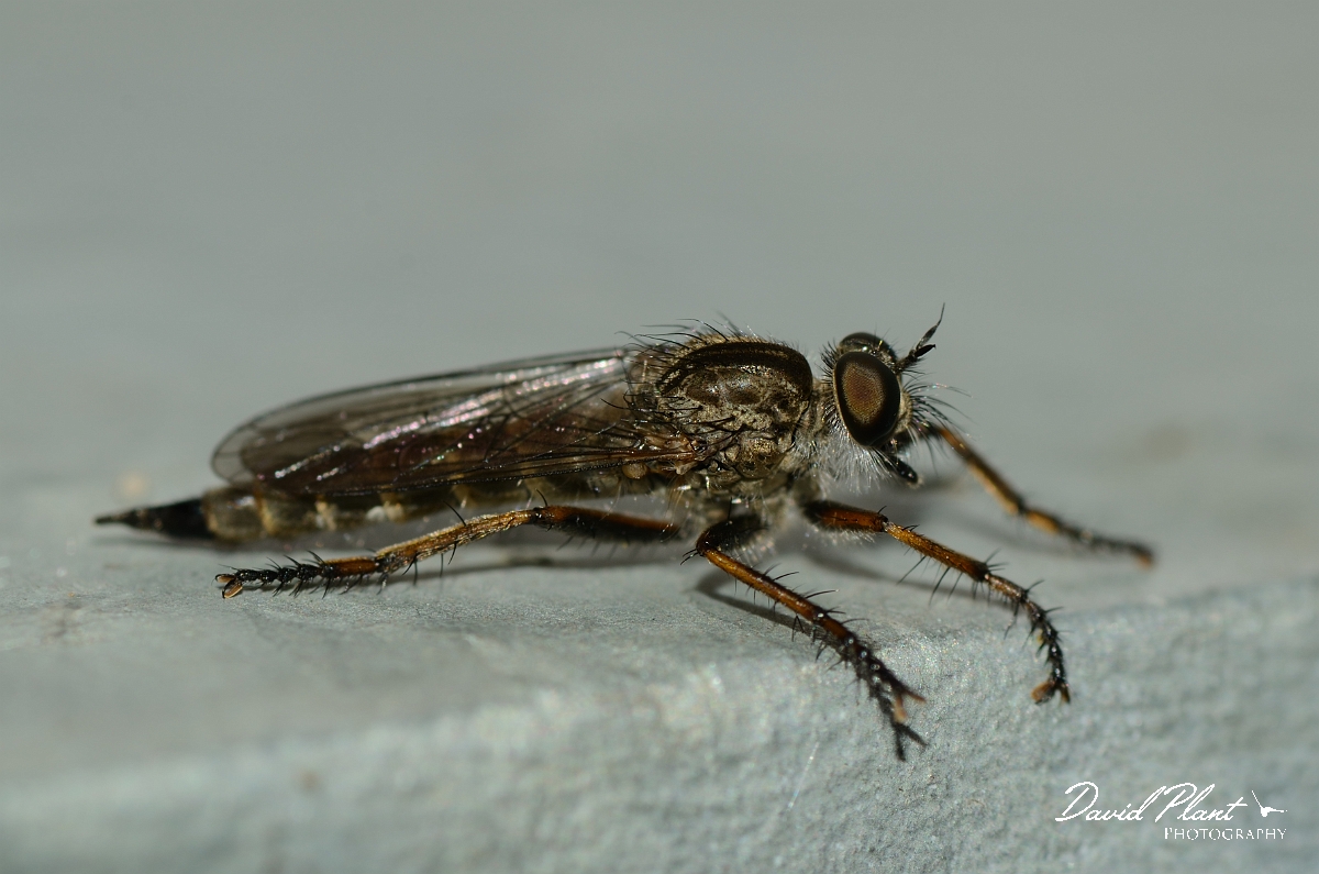 David Plant Photography - Wildlife Photography - Kite-tailed robberfly, Machimus atricapillus - A.jpg - Kite-tailed robberfly, Machimus atricapillus - Suffolk