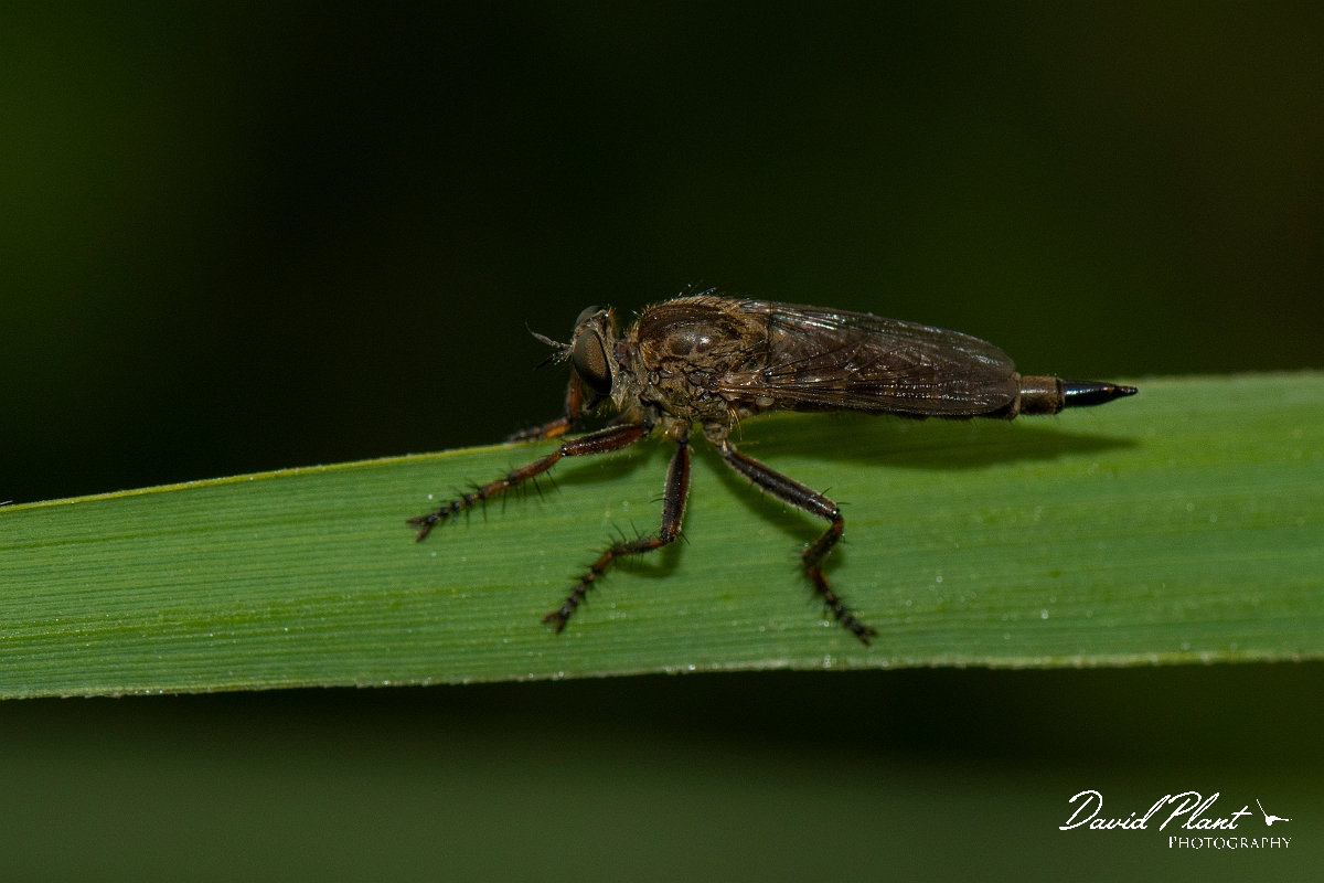 David Plant Photography - Wildlife Photography - Kite-tailed robberfly, Machimus atricapillus - B.JPG - Kite-tailed robberfly, Machimus atricapillus - Kent