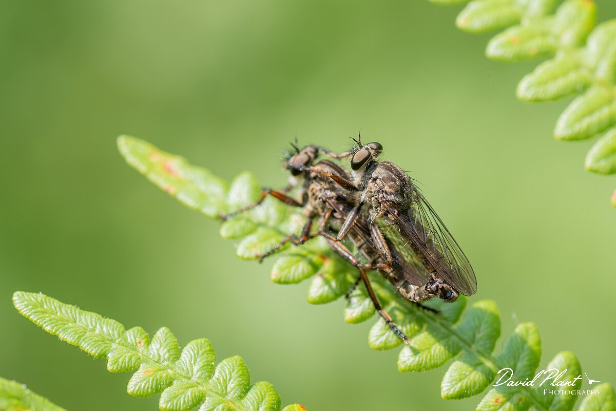 David Plant Photography - Wildlife Photography - Kite-tailed robberfly, Machimus atricapillus - E.jpg - Kite-tailed robberfly, Machimus atricapillus, mating pair - North Somerset