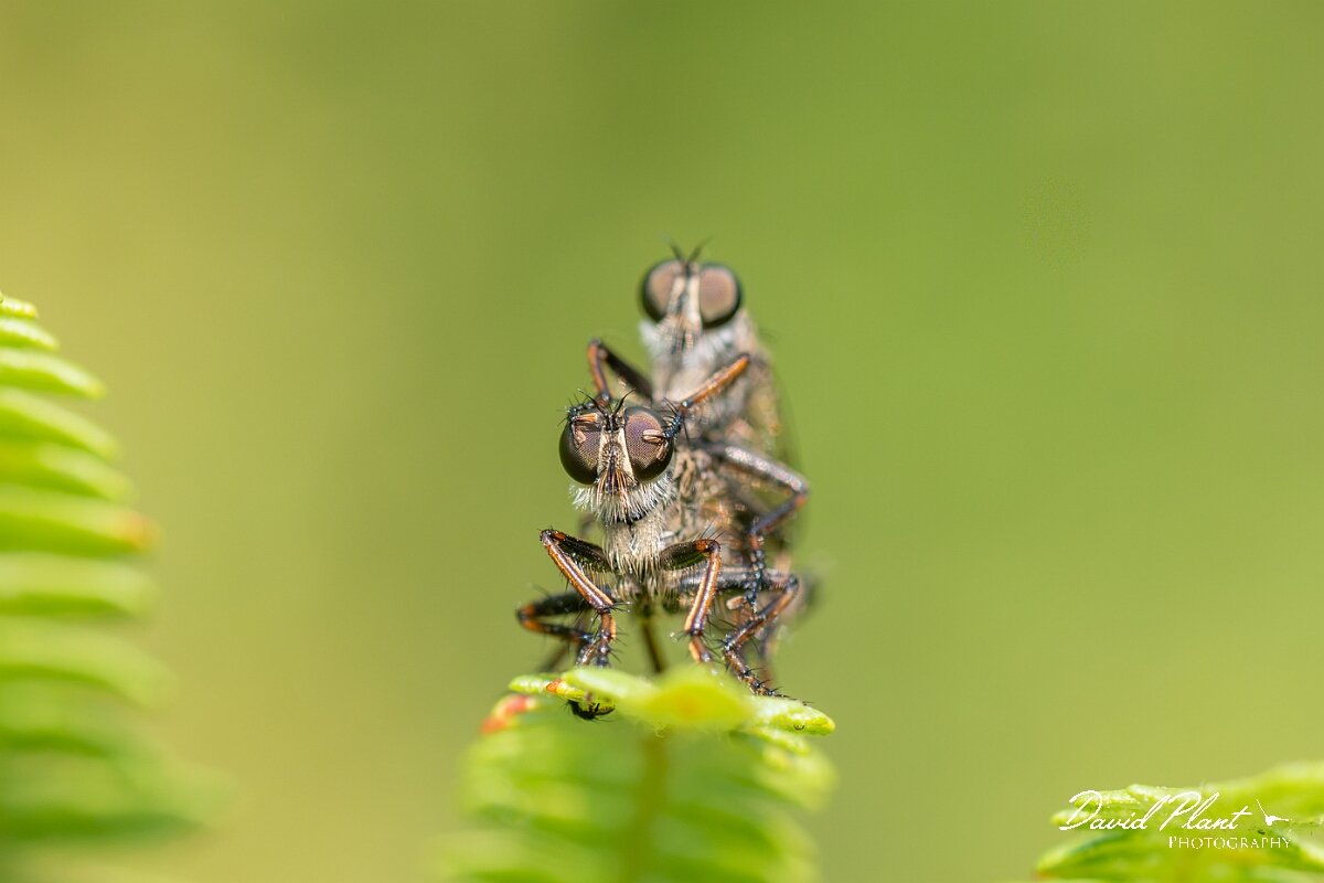 David Plant Photography - Wildlife Photography - Kite-tailed robberfly, Machimus atricapillus - F.jpg - Kite-tailed robberfly, Machimus atricapillus, mating pair - North Somerset