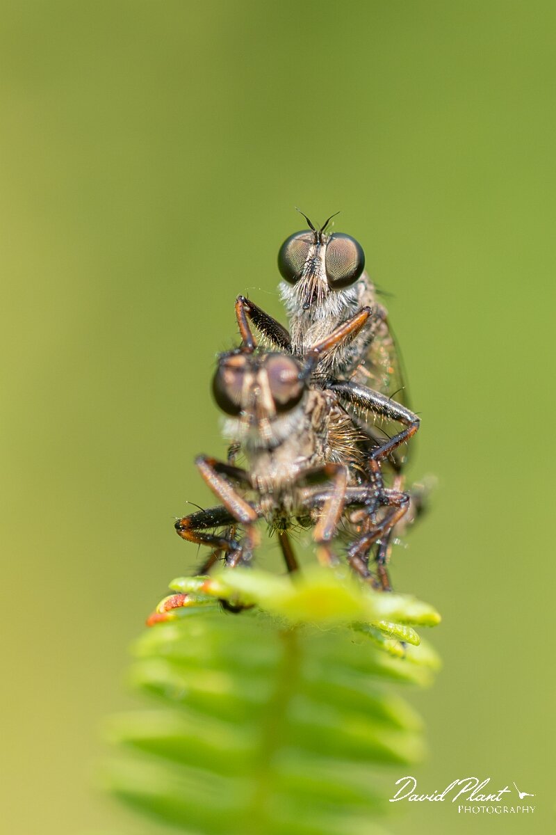 David Plant Photography - Wildlife Photography - Kite-tailed robberfly, Machimus atricapillus - G.jpg - Kite-tailed robberfly, Machimus atricapillus, mating pair - North Somerset