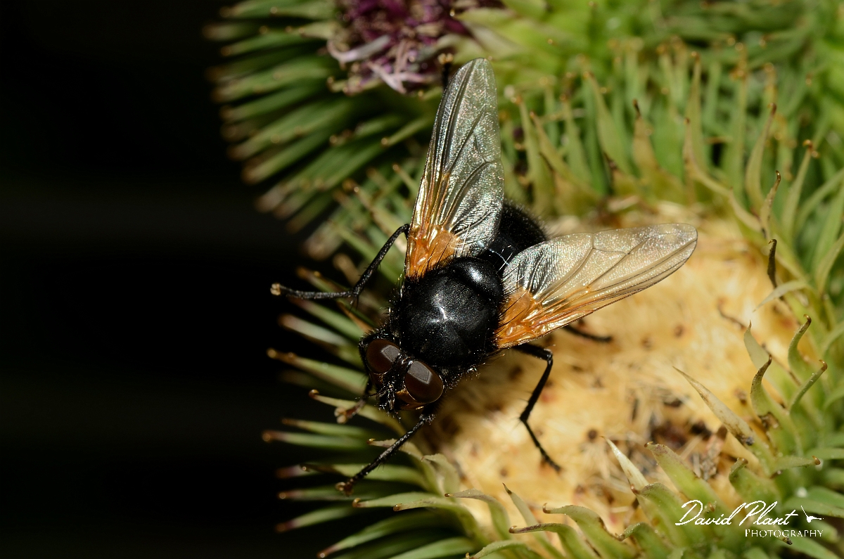 David Plant Photography - Wildlife Photography - Noon-fly Mesembrina meridiana - A.jpg - Noon-fly, Mesembrina meridiana - Suffolk