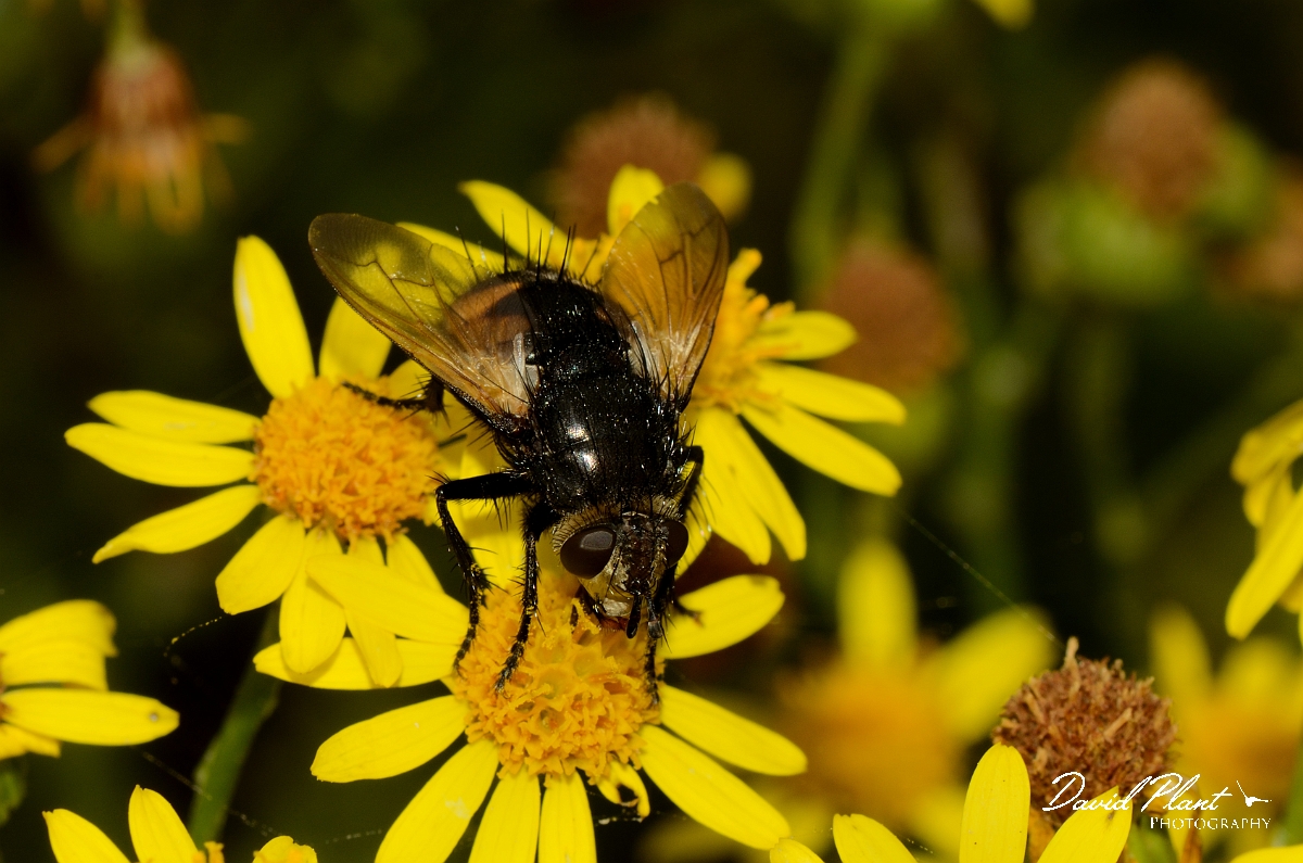 David Plant Photography - Wildlife Photography - Nowickia ferox - B.jpg - Nowickia ferox on common ragwort - Suffolk