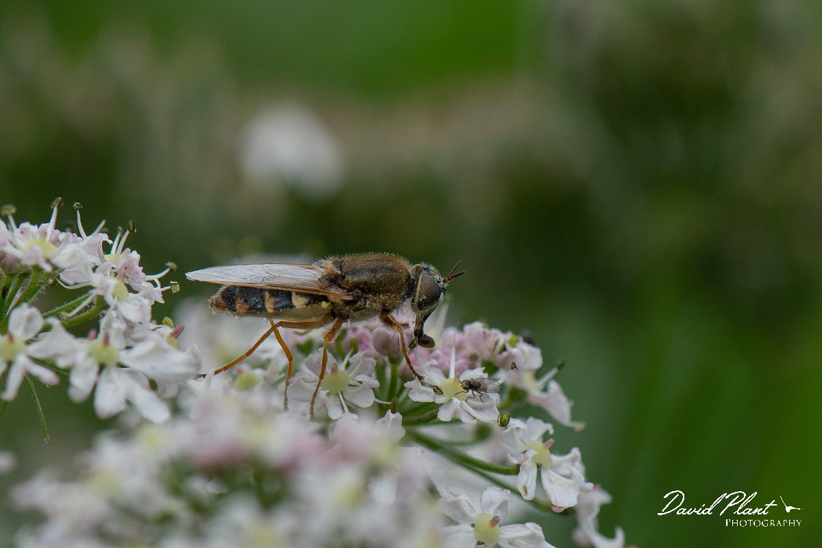David Plant Photography - Wildlife Photography - Ornate brigadier, Odontomyia ornata - A.JPG - Ornate brigadier, Odontimyia ornata - Norfolk