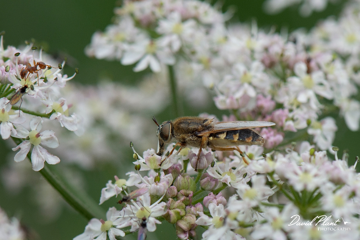 David Plant Photography - Wildlife Photography - Ornate brigadier, Odontomyia ornata - B.JPG - Ornate brigadier, Odontimyia ornata - Norfolk