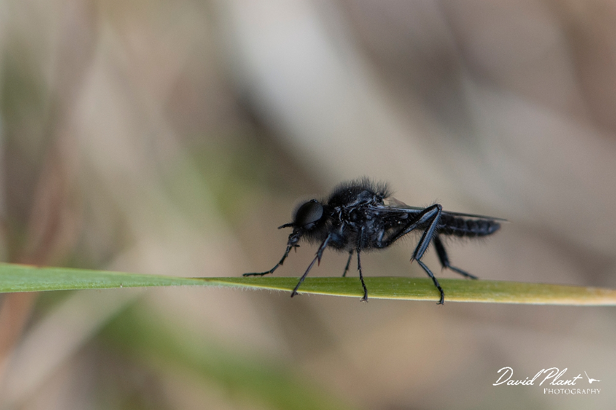 David Plant Photography - Wildlife Photography - St Mark's fly, Bibio marci - A.JPG - St Mark's fly, Bibio marci - Cambridgeshire