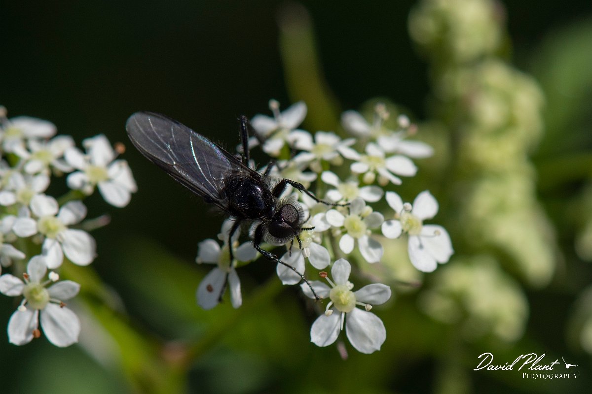 David Plant Photography - Wildlife Photography - St Mark's fly, Bibio marci - B.JPG - St Mark's fly, Bibio marci - Cambridgeshire