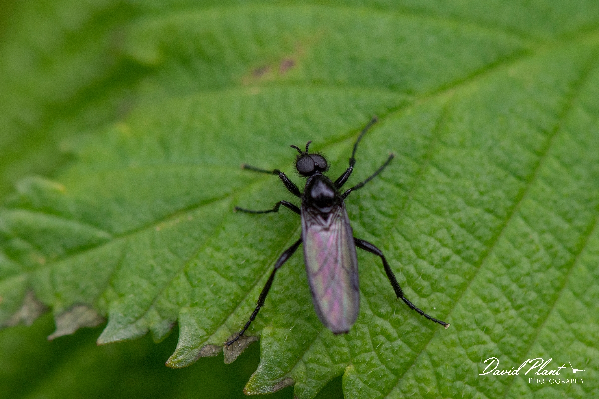 David Plant Photography - Wildlife Photography - St Mark's fly, Bibio marci - C.JPG - St Mark's fly, Bibio marci - Suffolk