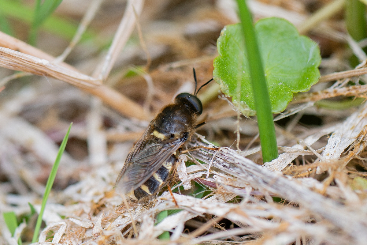 David Plant Photography - Wildlife Photography - Stratiomys potamida - A.jpg - Banded general, Stratiomys potamida - Kent