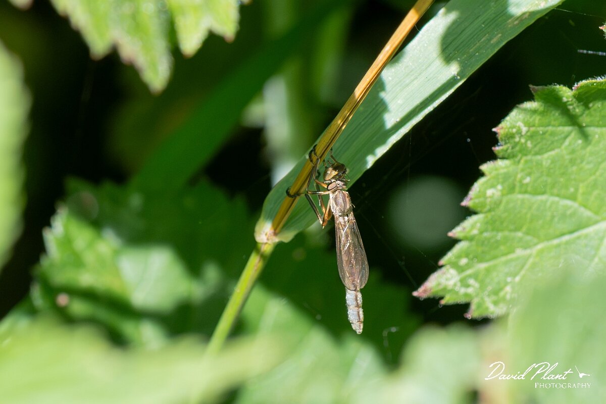 David Plant Photography - Wildlife Photography - Striped slender robberfly, Leptogaster cylindrica - A.jpg - Striped slender robberfly, Leptogaster cylindrica - North Somerset