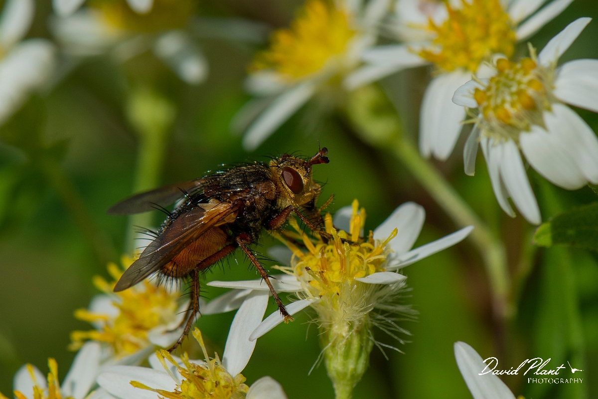 David Plant Photography - Wildlife Photography - Tachina fera - B.jpg - Tachina fera - Cotswolds