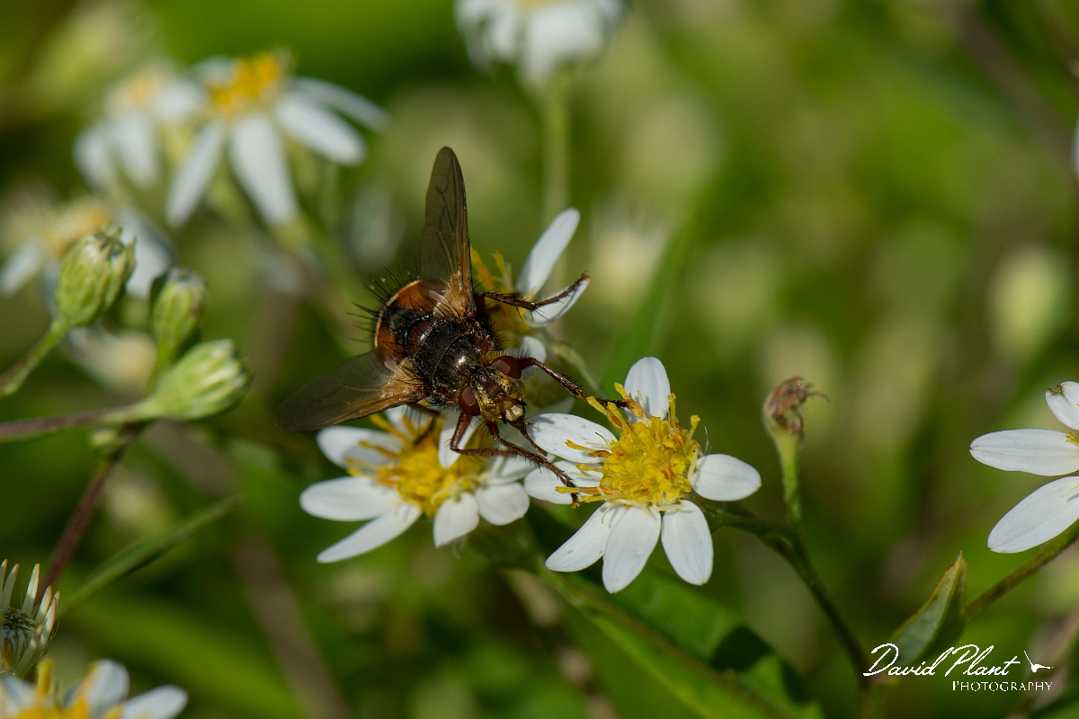 David Plant Photography - Wildlife Photography - Tachina fera - D.jpg - Tachina fera - Cotswolds