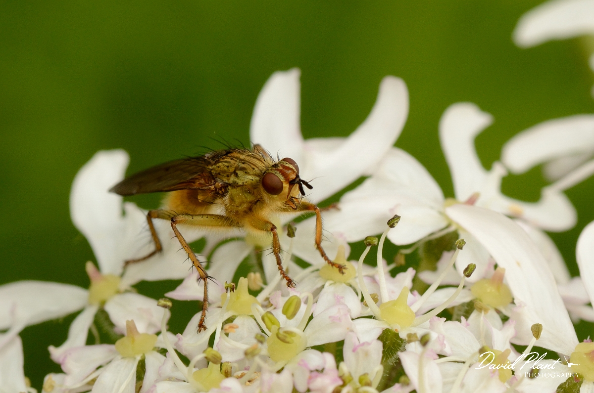David Plant Photography - Wildlife Photography - Yellow dung fly - A.jpg - Yellow dung fly, Scathophaga stercoraria - County Durham
