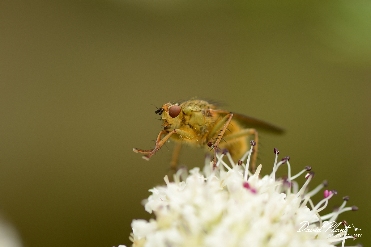 David Plant Photography - Wildlife Photography - Yellow dung fly - B.jpg - Yellow dung fly, Scathophaga stercoraria - Somerset