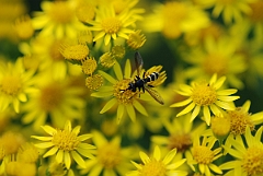 David Plant Photography - Wildlife Photographer - Conops flavipes - A
