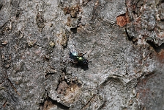 David Plant Photography - Wildlife Photographer - Greenbottle - A