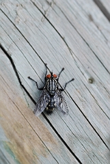 David Plant Photography - Wildlife Photographer - Grey flesh fly - A