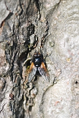 David Plant Photography - Wildlife Photographer - Mesembrina meridiana - A