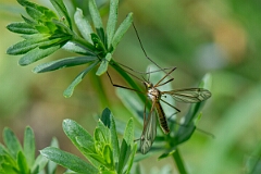 David Plant Photography - Wildlife Photography - Black-striped cranefly, Tipula vernalis - A