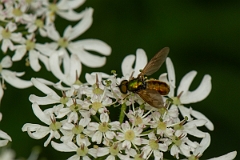 David Plant Photography - Wildlife Photography - Broad centurion, Chloromyia formosa - B