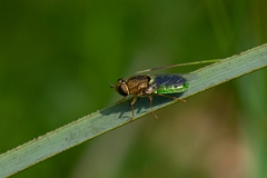 David Plant Photography - Wildlife Photography - Common Green Colonel, Oplodontha viridula - A