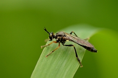 David Plant Photography - Wildlife Photography - Common red-legged robberfly - Dioctria rufipes - A