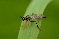 David Plant Photography - Wildlife Photography - Common red-legged robberfly - Dioctria rufipes - B
