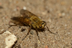 David Plant Photography - Wildlife Photography - Common stiletto, Thereva nobilitata - B