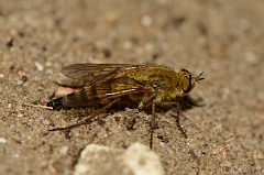 David Plant Photography - Wildlife Photography - Common stiletto, Thereva nobilitata - C