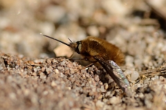 David Plant Photography - Wildlife Photography - Dark-edged beefly, Bombylius major - A