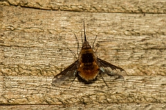 David Plant Photography - Wildlife Photography - Dark-edged beefly, Bombylius major - B