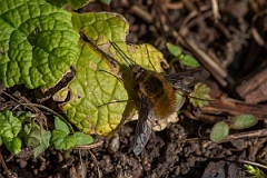 David Plant Photography - Wildlife Photography - Dark-edged beefly, Bombylius major - D