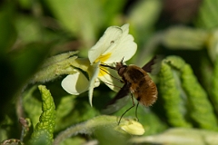 David Plant Photography - Wildlife Photography - Dark-edged beefly, Bombylius major - E