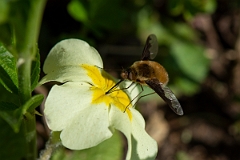 David Plant Photography - Wildlife Photography - Dark-edged beefly, Bombylius major - F