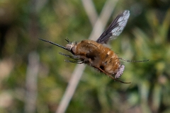 David Plant Photography - Wildlife Photography - Dark-edged beefly, Bombylius major - G