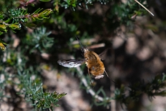 David Plant Photography - Wildlife Photography - Dark-edged beefly, Bombylius major - H