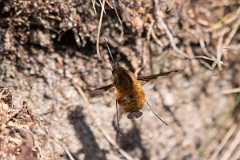 David Plant Photography - Wildlife Photography - Dark-edged beefly, Bombylius major - I