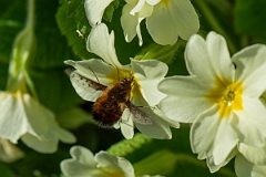 David Plant Photography - Wildlife Photography - Dotted beefly, Bombylius discolor - A