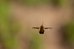 David Plant Photography - Wildlife Photography - Dotted beefly, Bombylius discolor - C