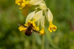 David Plant Photography - Wildlife Photography - Dotted beefly, Bombylius discolor - G