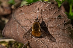 David Plant Photography - Wildlife Photography - Dotted beefly, Bombylius discolor - J