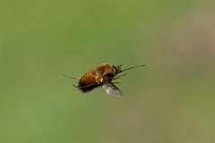 David Plant Photography - Wildlife Photography - Dotted beefly, Bombylius discolor - K