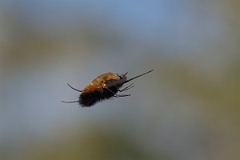 David Plant Photography - Wildlife Photography - Dotted beefly, Bombylius discolor - L